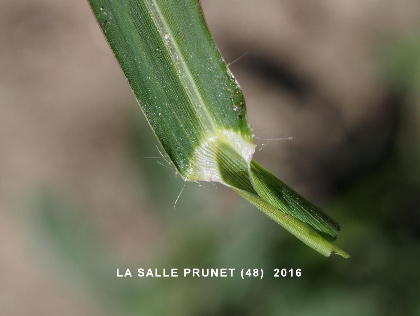 Cockspur grass leaf